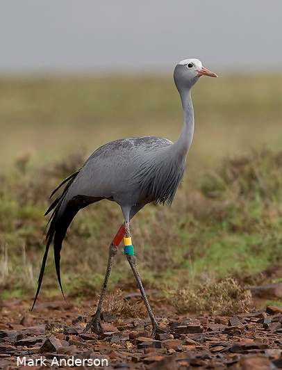 A colour-ringed blue crane, Anthropoides paradiseus, in the arid Karoo of South Africa. Knowing how many birds were ringed and resighted over time gave us the information needed to estimate survival. Photo: Mark D Anderson