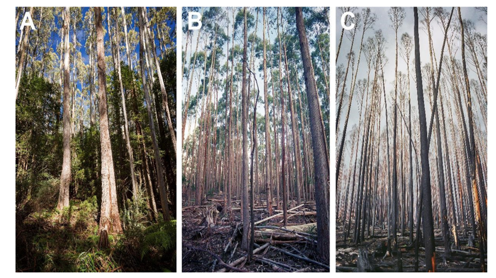 A set of images that triggered some deep thinking about what is going on with fire severity. Tall, wet forest in south-eastern Australia (Image A) which had then been thinned (Image B), and subsequently burnt at high severity (Image c). Photos by Dr Chris Taylor, The Australian National University.