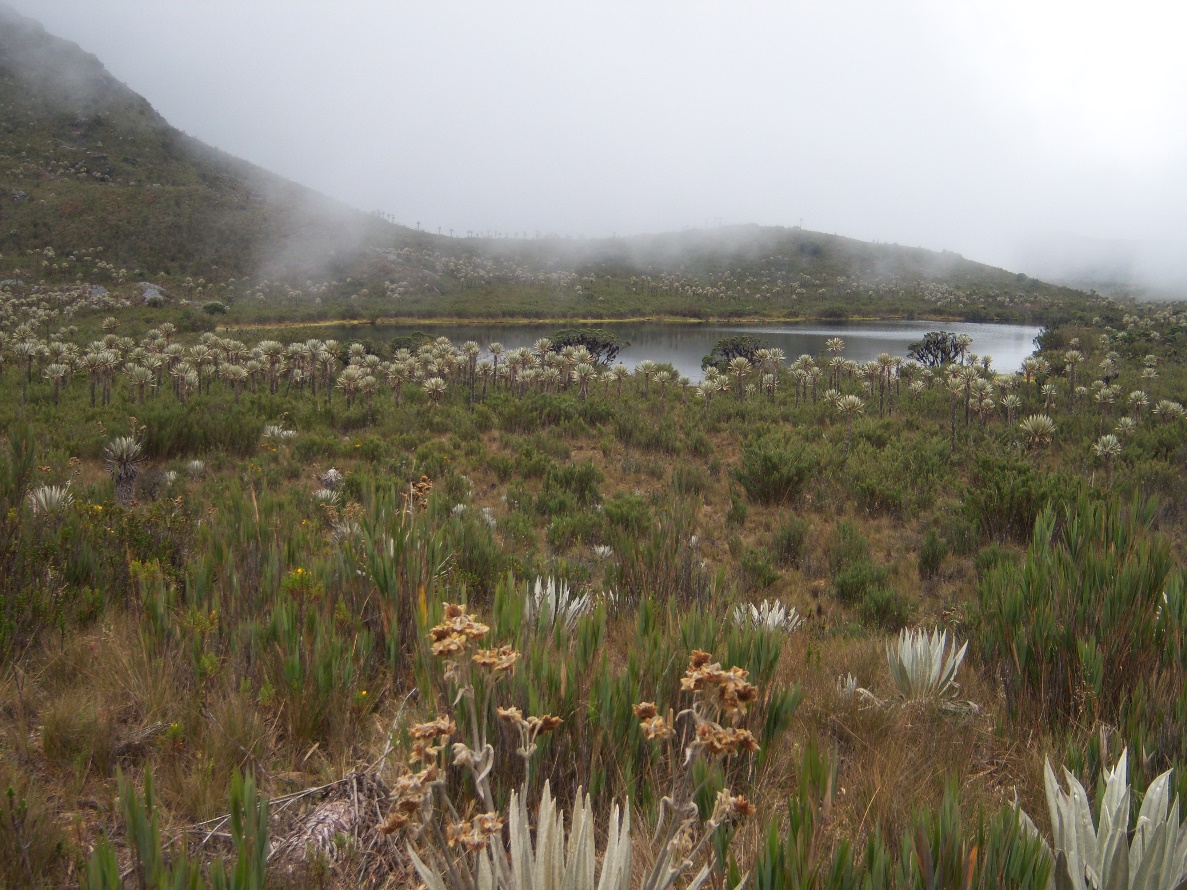 The study site where most of the research here referred took place. This is Parque Nacional Natural Chingaza in central Colombia, not far from Bogotá. The picture was taken at ~3500 m asl.