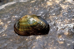 The brook floater (Alasmidonta varicosa). One of the mussel species living at the Neversink River study site.