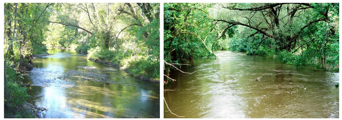 Mussels occur in patches in streams. One of the study sites, Webatuck Creek, during typical summer water levels (left) and during a late-summer flood (right).