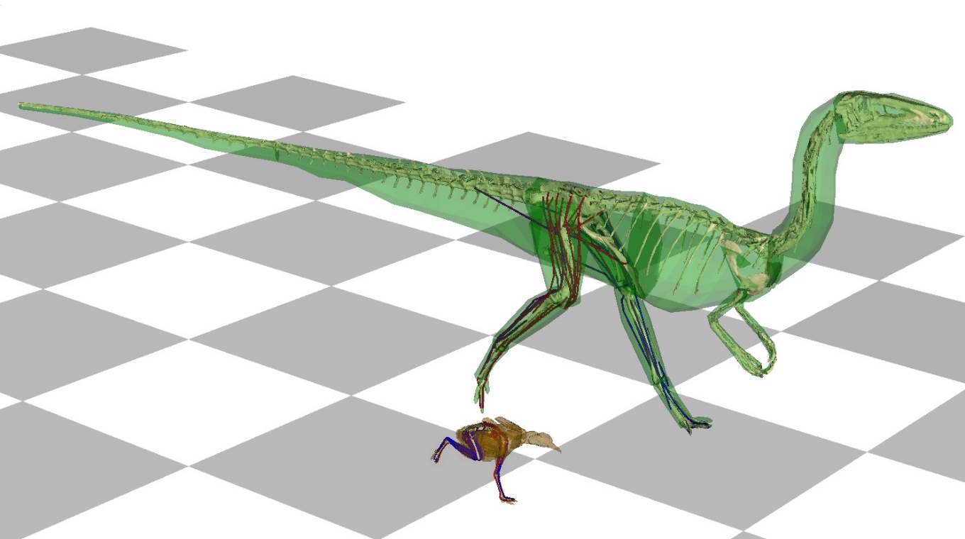 Modern computer 3D simulations of running locomotion. Running locomotion in a modern tinamou bird (Eudromia elegans, brown) and extinct theropod dinosaur (Coelophysis bauri, green). Grey tiles = 50 cm. By Peter Bishop.